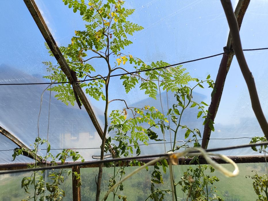 Moringa Olifiera duże drzewo egzotyczne