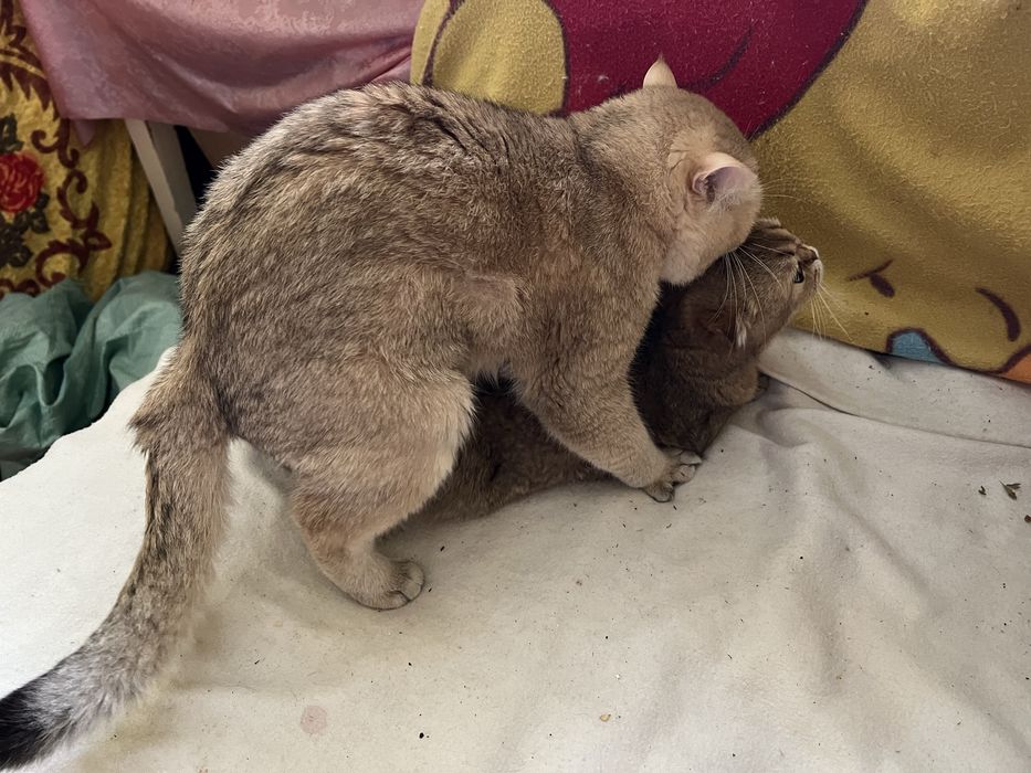 Вʼязка золота шиншила