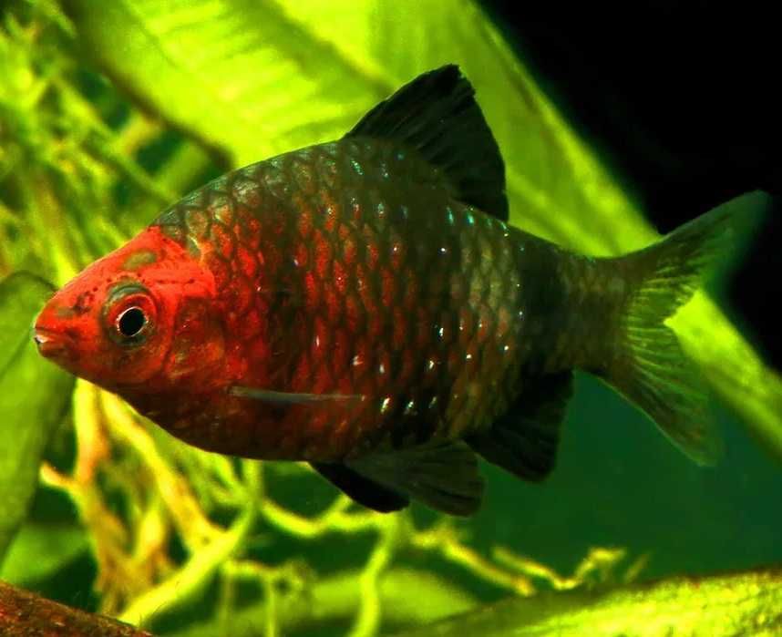 Brzanka purpurowa (Pethia nigrofasciata) WYSYŁKA AKWAWIN