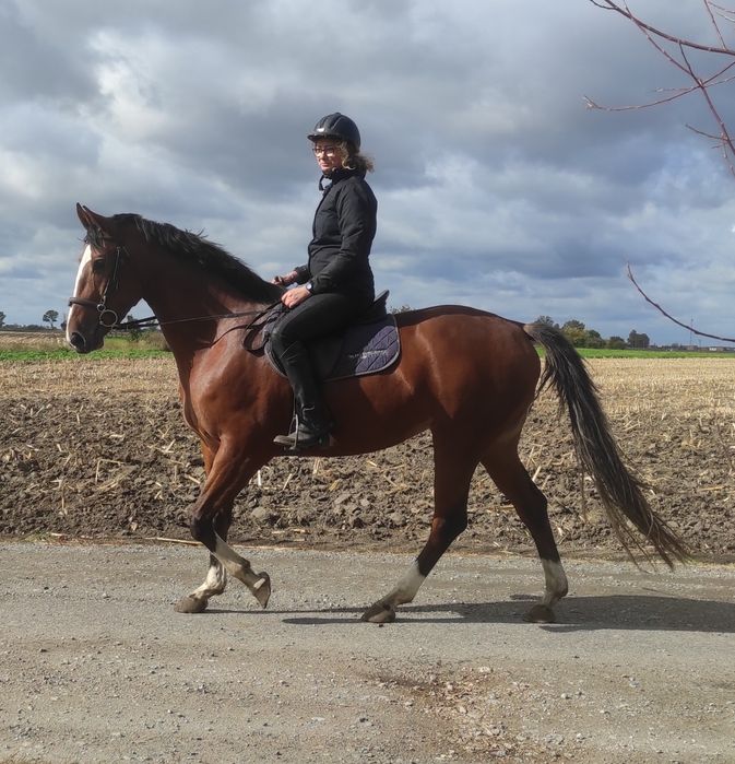Gniada Klacz 4,5-letnia PKS