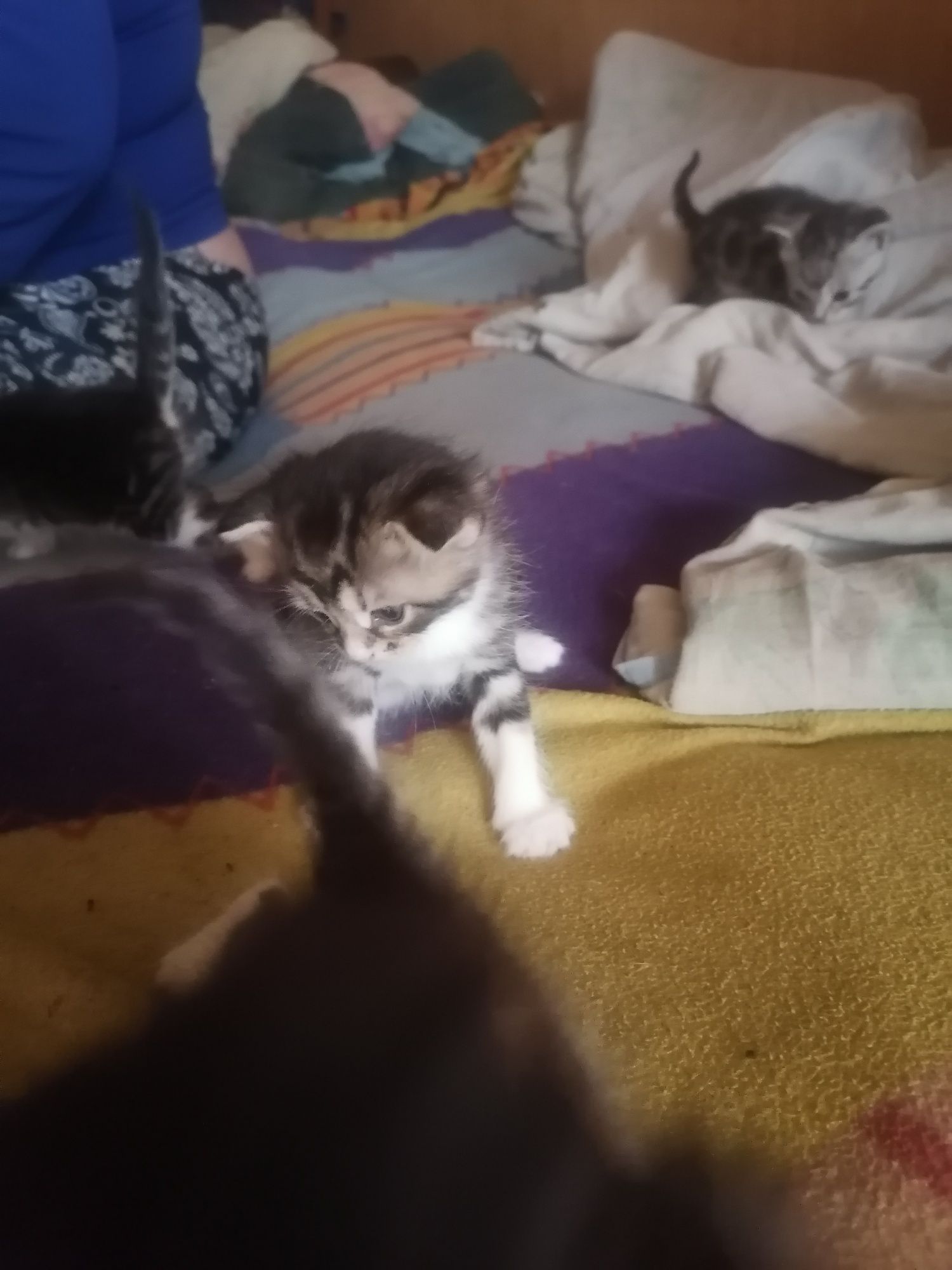 Отдам котят в хорошие руки