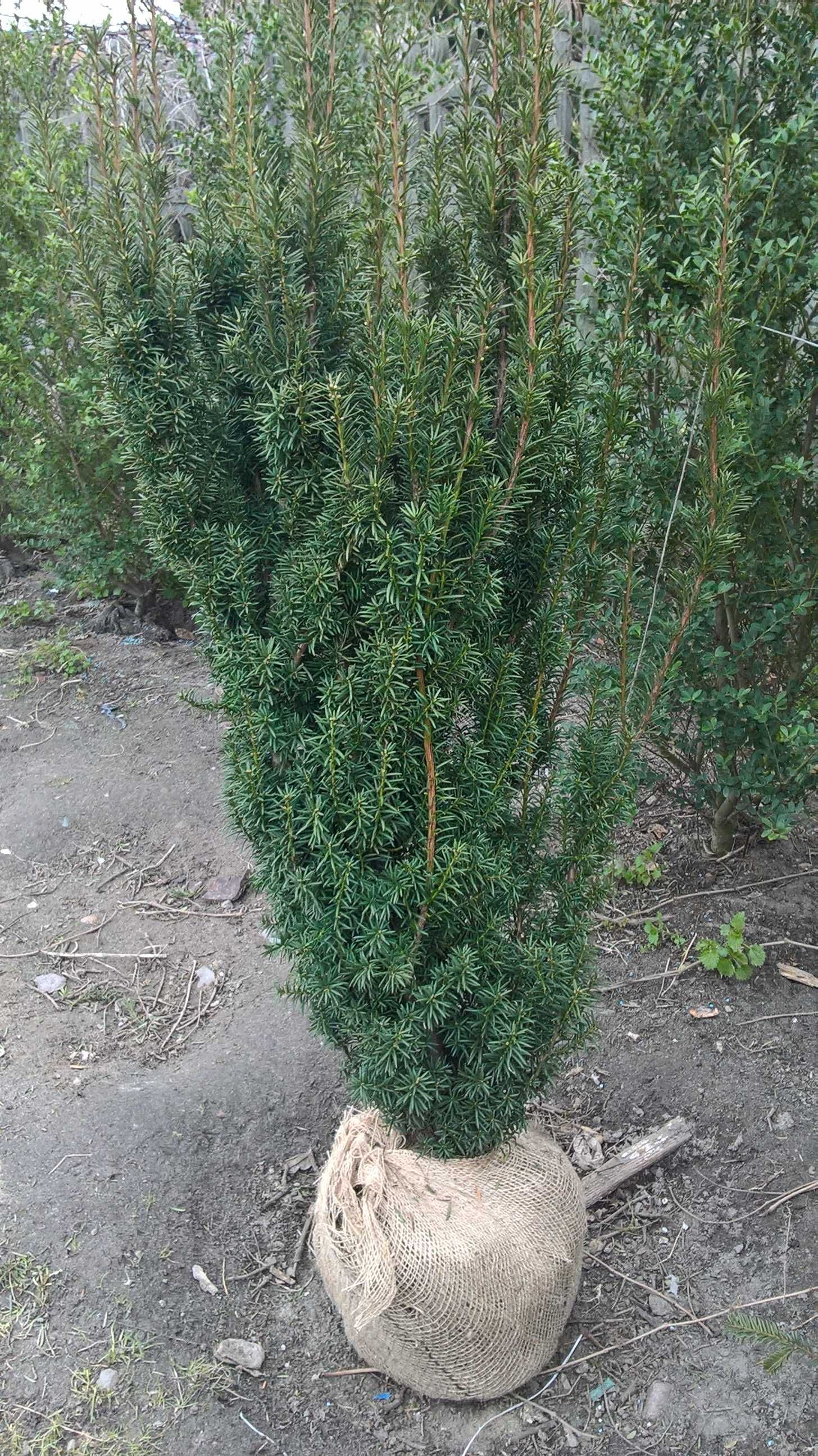 Cis Hicksii Duży Żywopłot