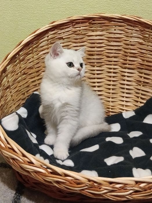 Кому таке пухнасте чудо