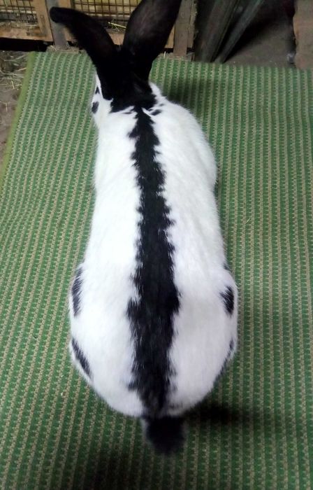 Srokacz niemiecki (samiec)