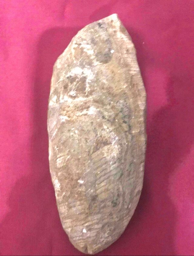 Fóssil de peixe osseo