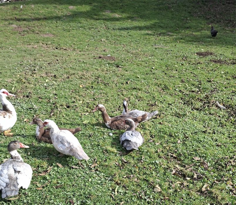 Sprzedam młode kaczory