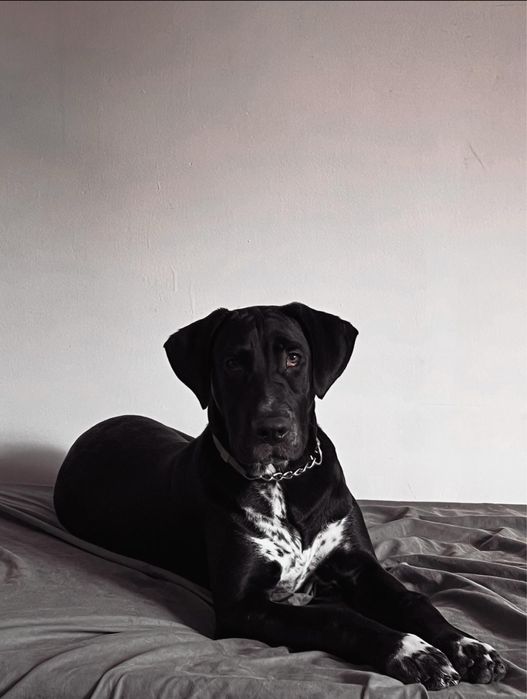 Cão porte grande