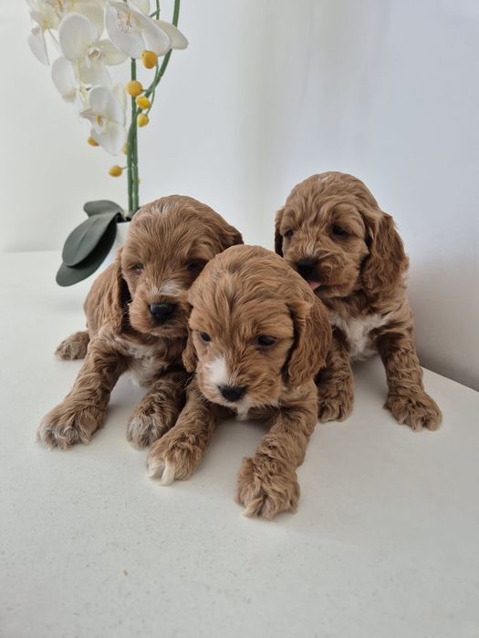 Cockapoo f1 Cocker spaniel - Pudel