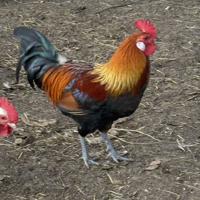 Garnizos a procura de novo poleiro