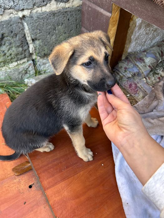 Щенята безкоштовно