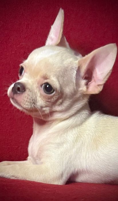 Chihuahua piesek z rodowodem chi