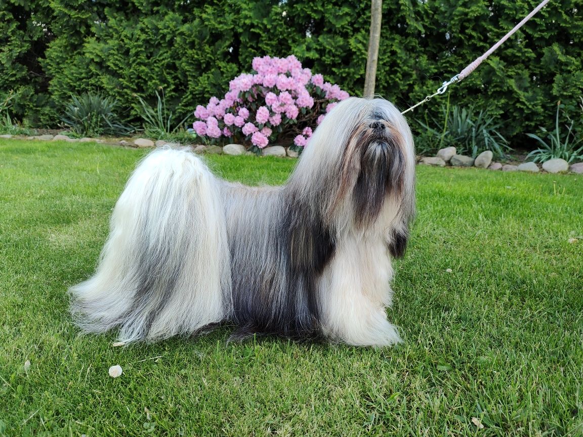 Lhasa Apso ZKwP/FCI