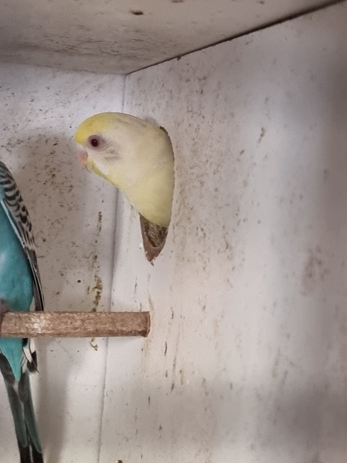 Piriquitos de varias cores