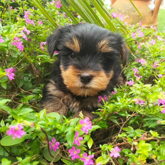 Yorkshire Terrier fêmea