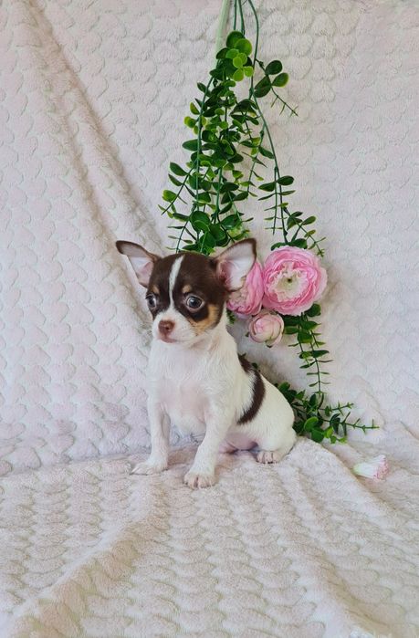 Excelente oportunidade menino mini Chihuahua / Chiuaua de Qualidade