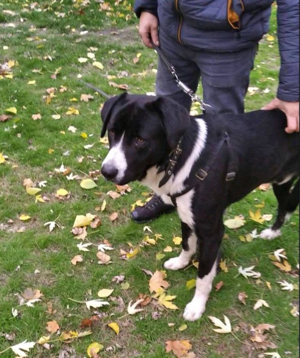 Розшук собаки, Київ і околиці