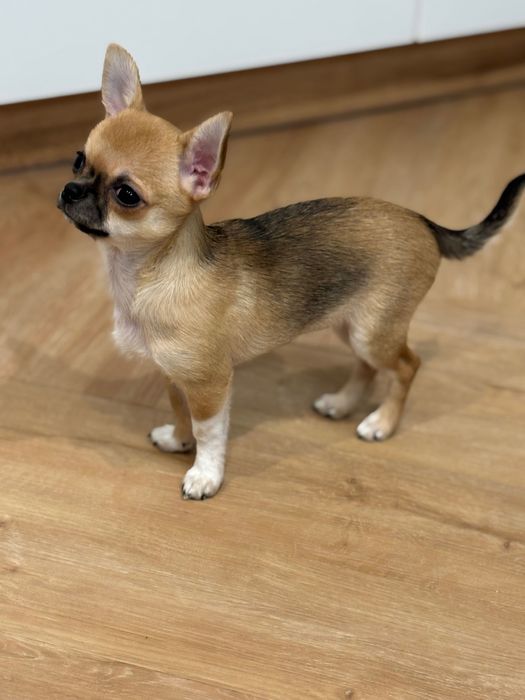 Cudna beżowa dziewczynka chihuachua