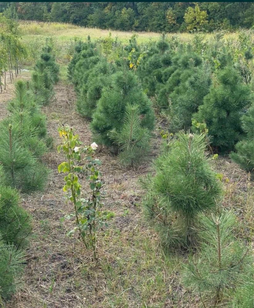 Саженцы Сосни Кримской, саджанці Кримської сосни, Саджанці Туй