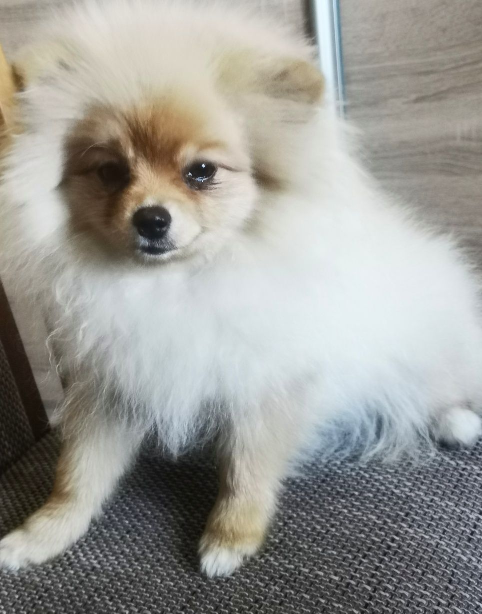 Pomeranian szpic miniaturowy śliczna dziewczynka 5 miesięcy