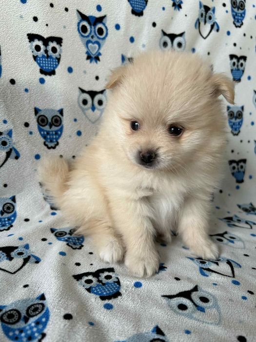 Szpic mały - chłopczyk