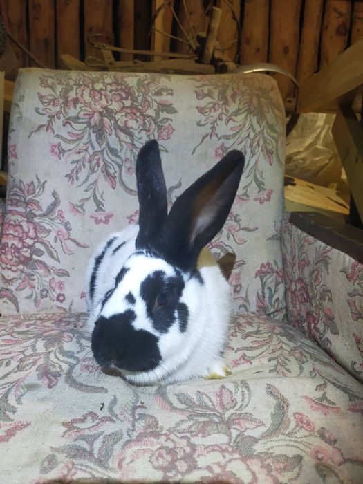 Кроличка породи Німецький строкатий велетень