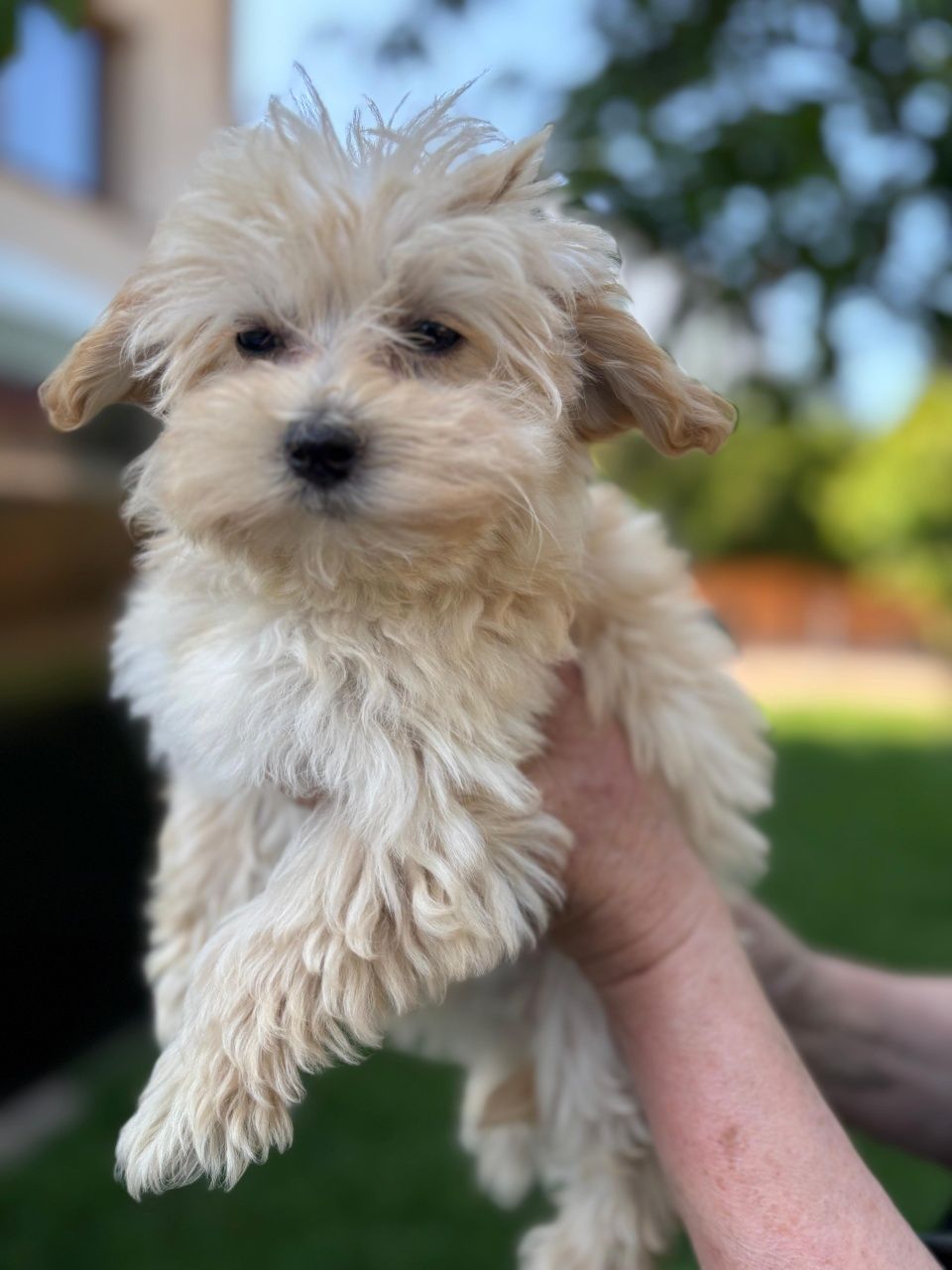 Suczka Maltipoo 12 tygodni, ojciec Fci