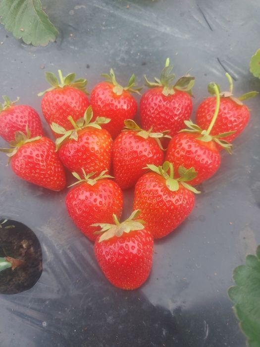 Рассада клубники разных сортов