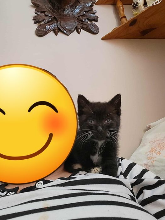 Mały kotek czarno biały