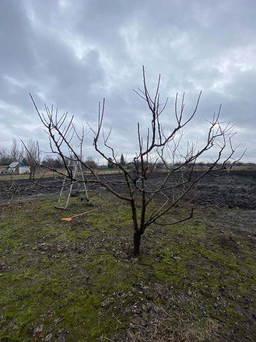 Професійна обрізка фруктових дерев.Для тих кто любить смачні фрукти
