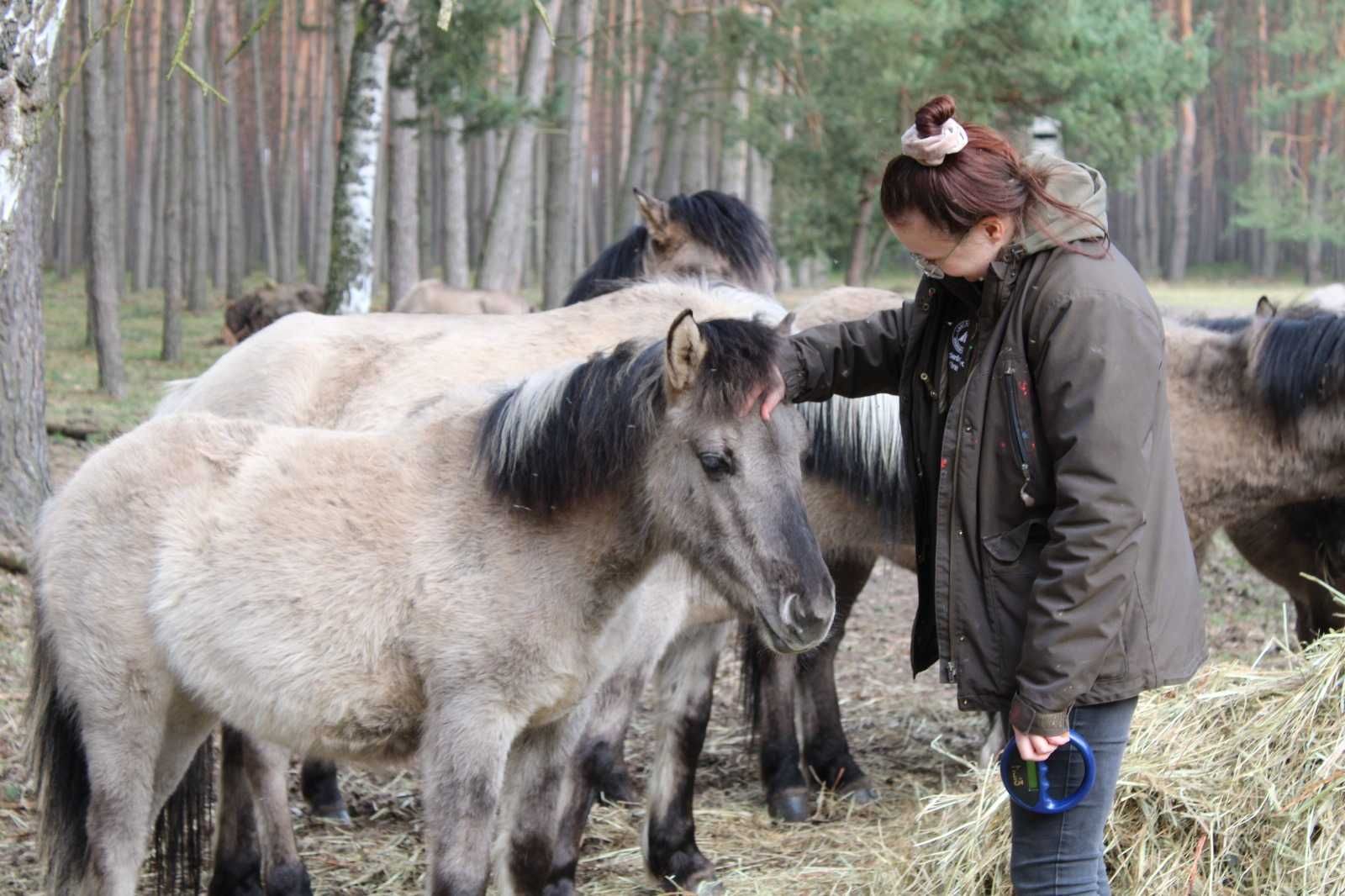 Roczne ogierki i klaczki konika polskiego z hodowli rezerwatowej