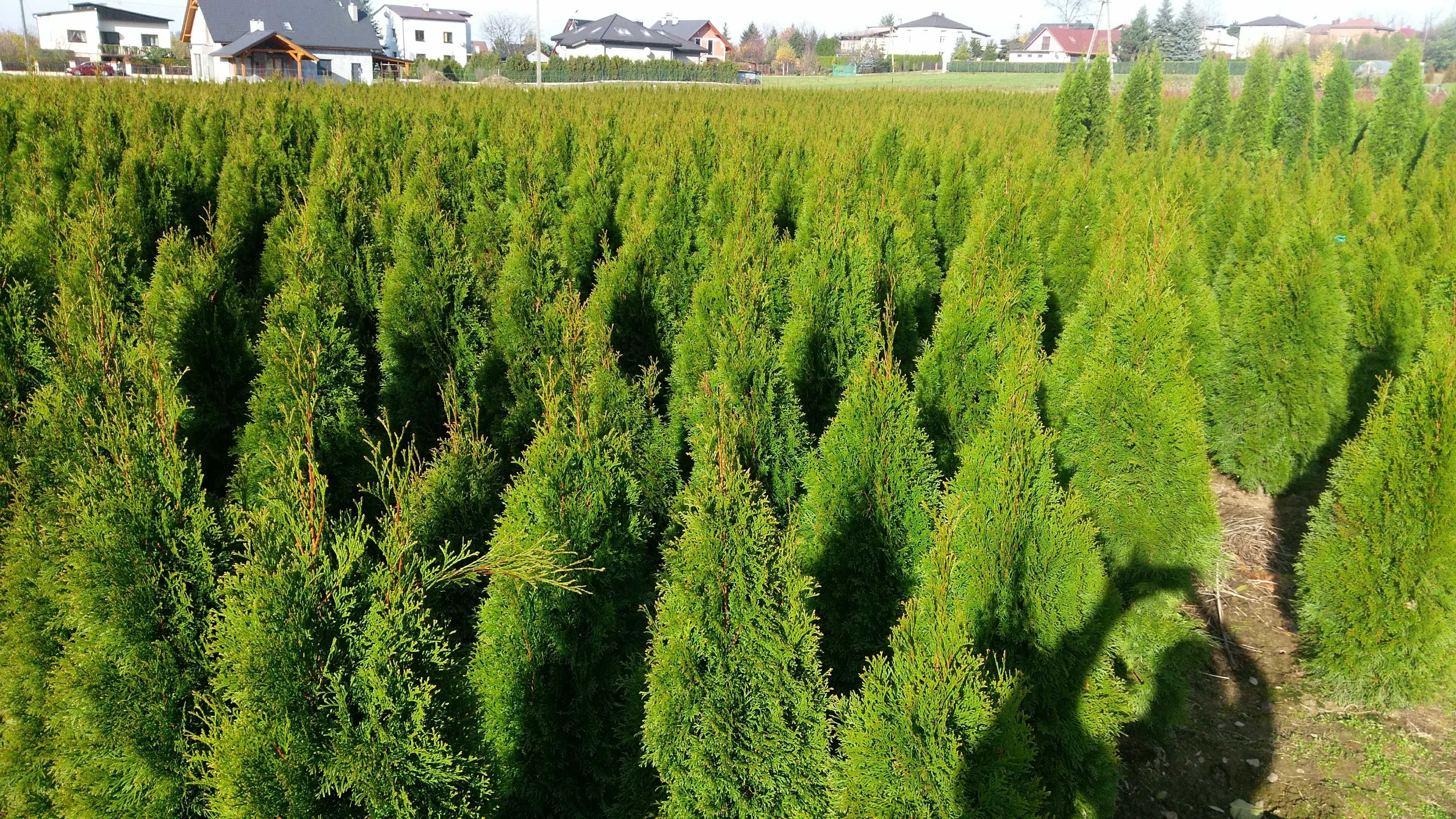 Tuja szmaragd 180-200 cm Balot Dost gratis Thuja smaragd Grudziądz