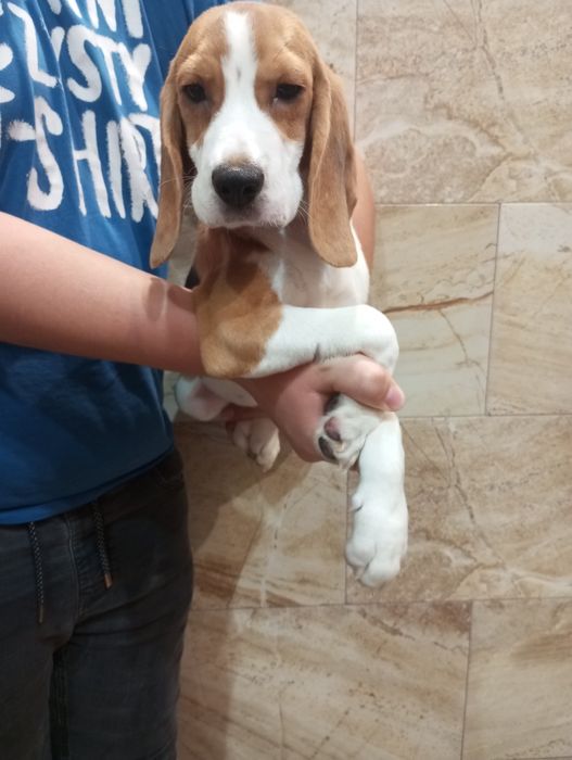 Suczka Beagle tricolor