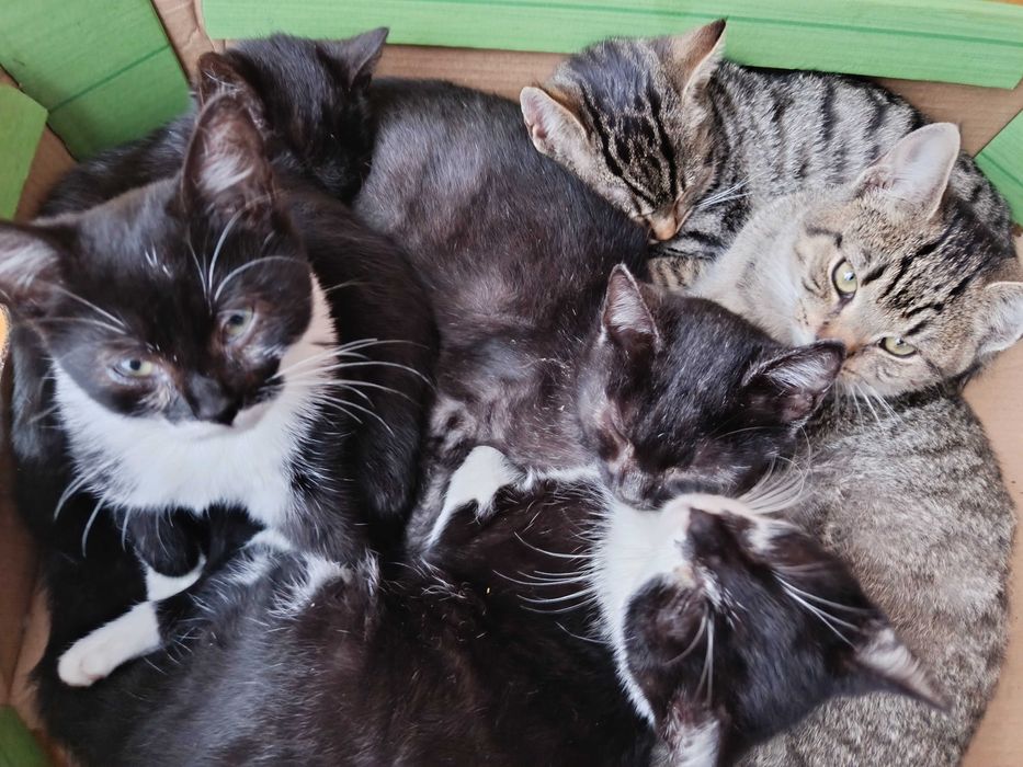 Oddam kotki w dobre ręce