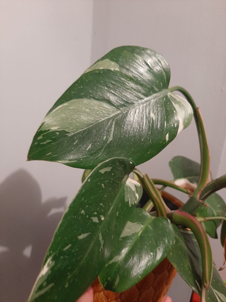 Philodendron white princess