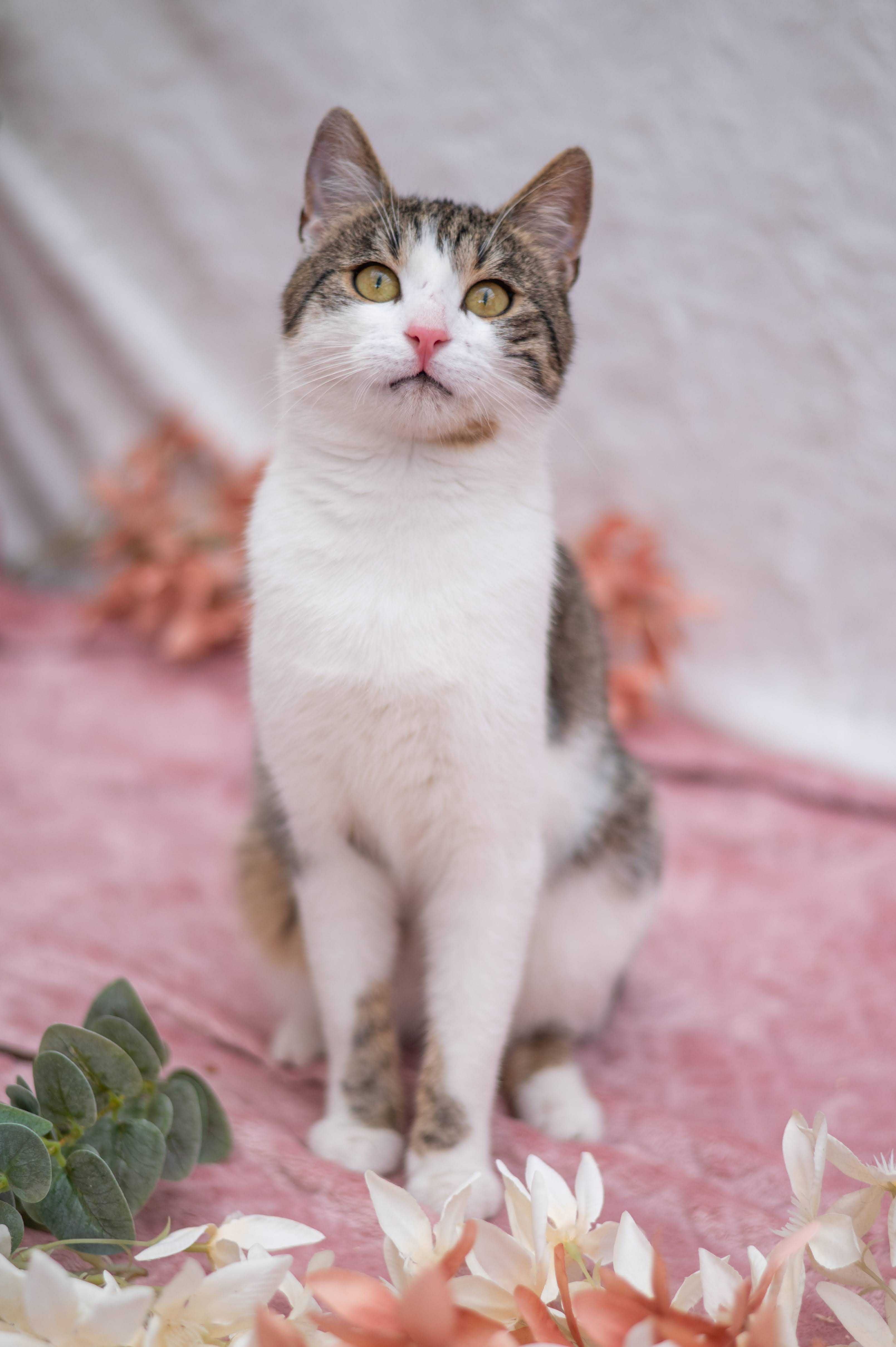 COFFEE kocur do adopcji