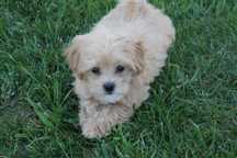 Maltipoo śliczna suczka - certyfikat, wyprawka
