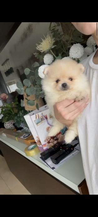 Spitz Anão/ Lulu da Pomerânia  Russo . Mini.. Lop e Afixo Pedigree.Lop