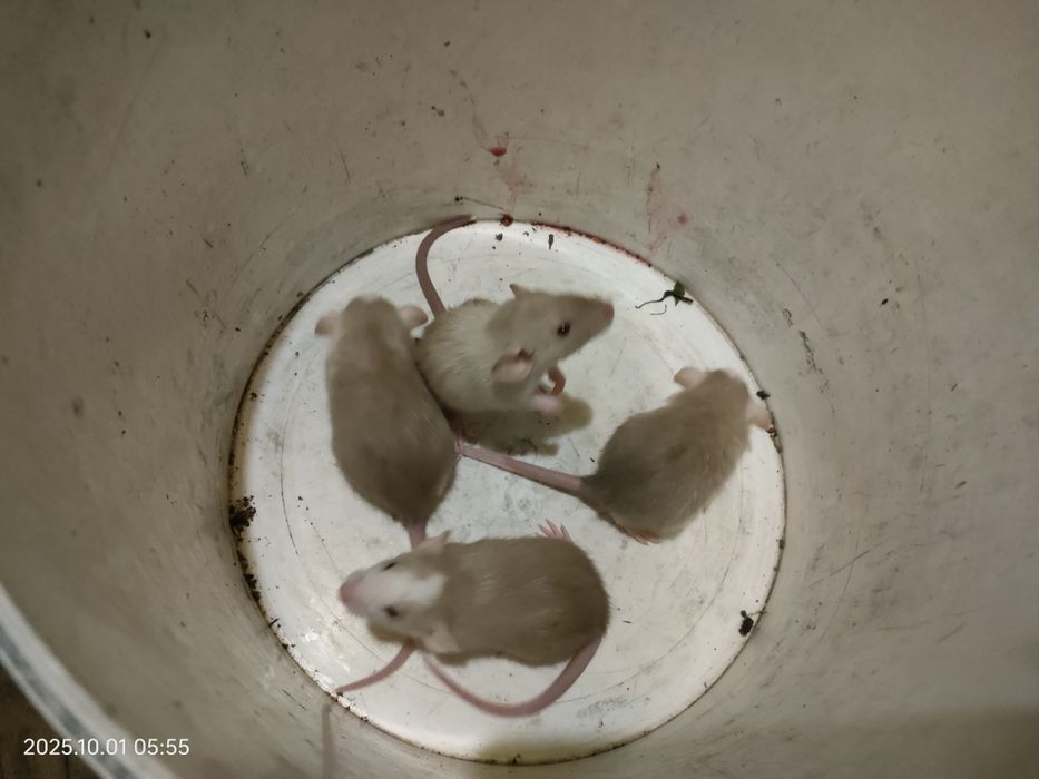 Крыски декоративные ручные