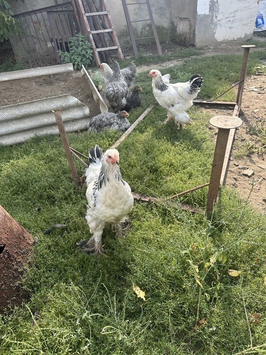 Продам  молодняк браму