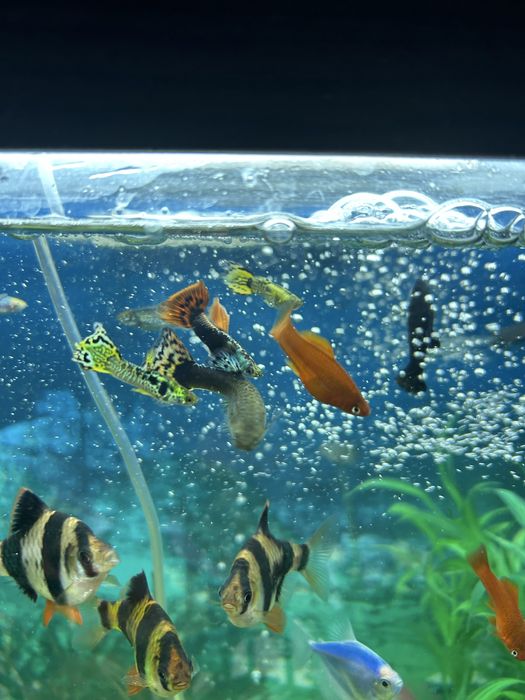 Меченосцы и гуппи