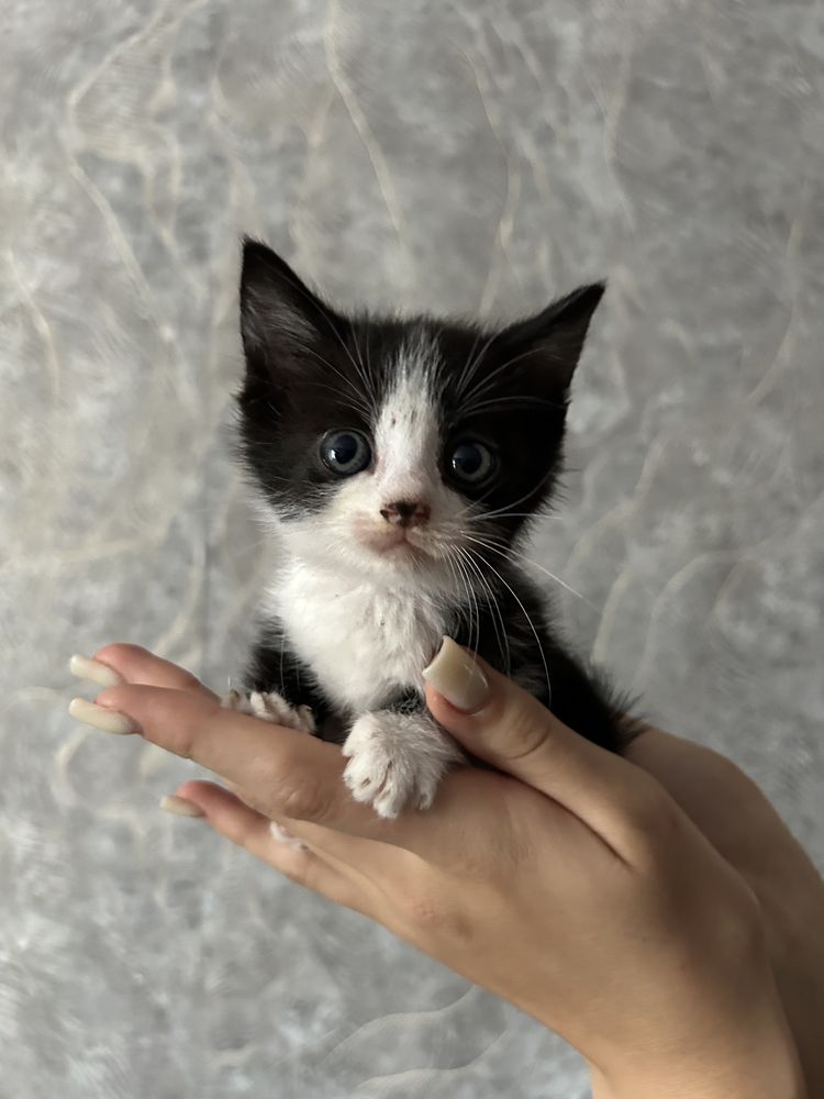Віддам кошенят безкоштовно