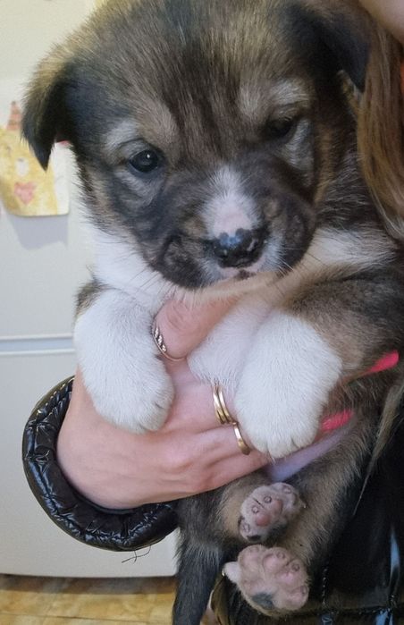 Відам в дбайливу родину