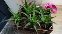 Aloes zwyczajny młody Aloe vera doniczkowy kwiat sukulent 25cm zielony