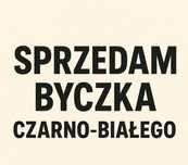 Sprzedam byczka czarno białego