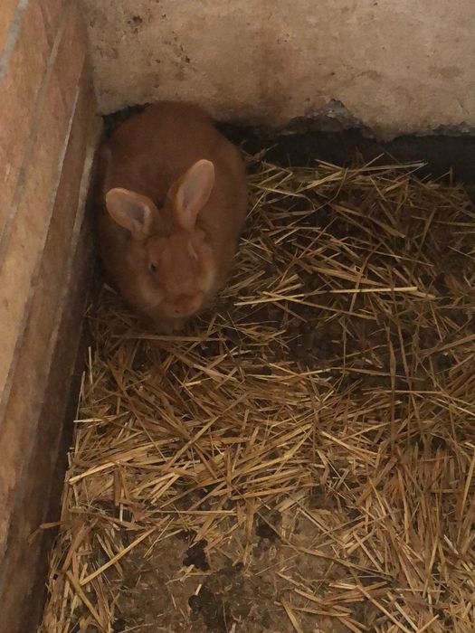 Króliki Burgundzkie