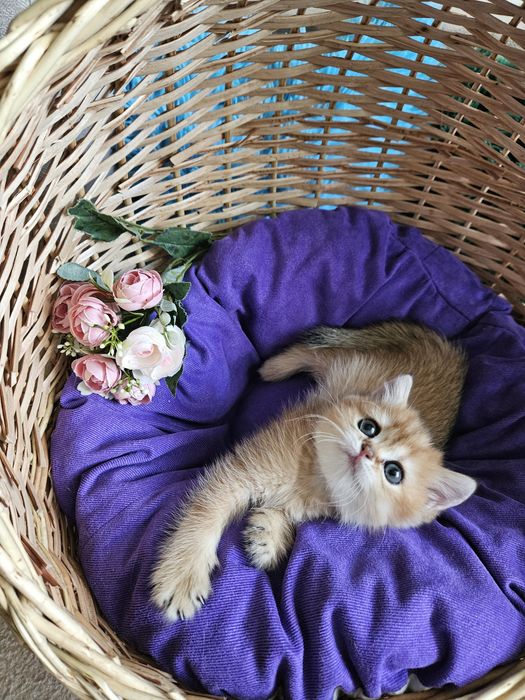 Золотая британская шиншилла кошечка кошка дівчинка