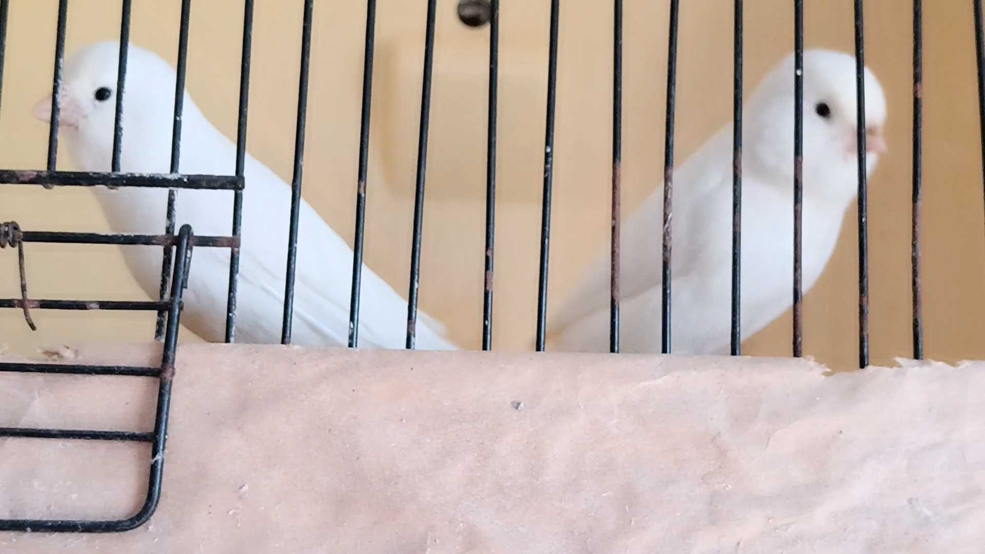 Cedência de aves