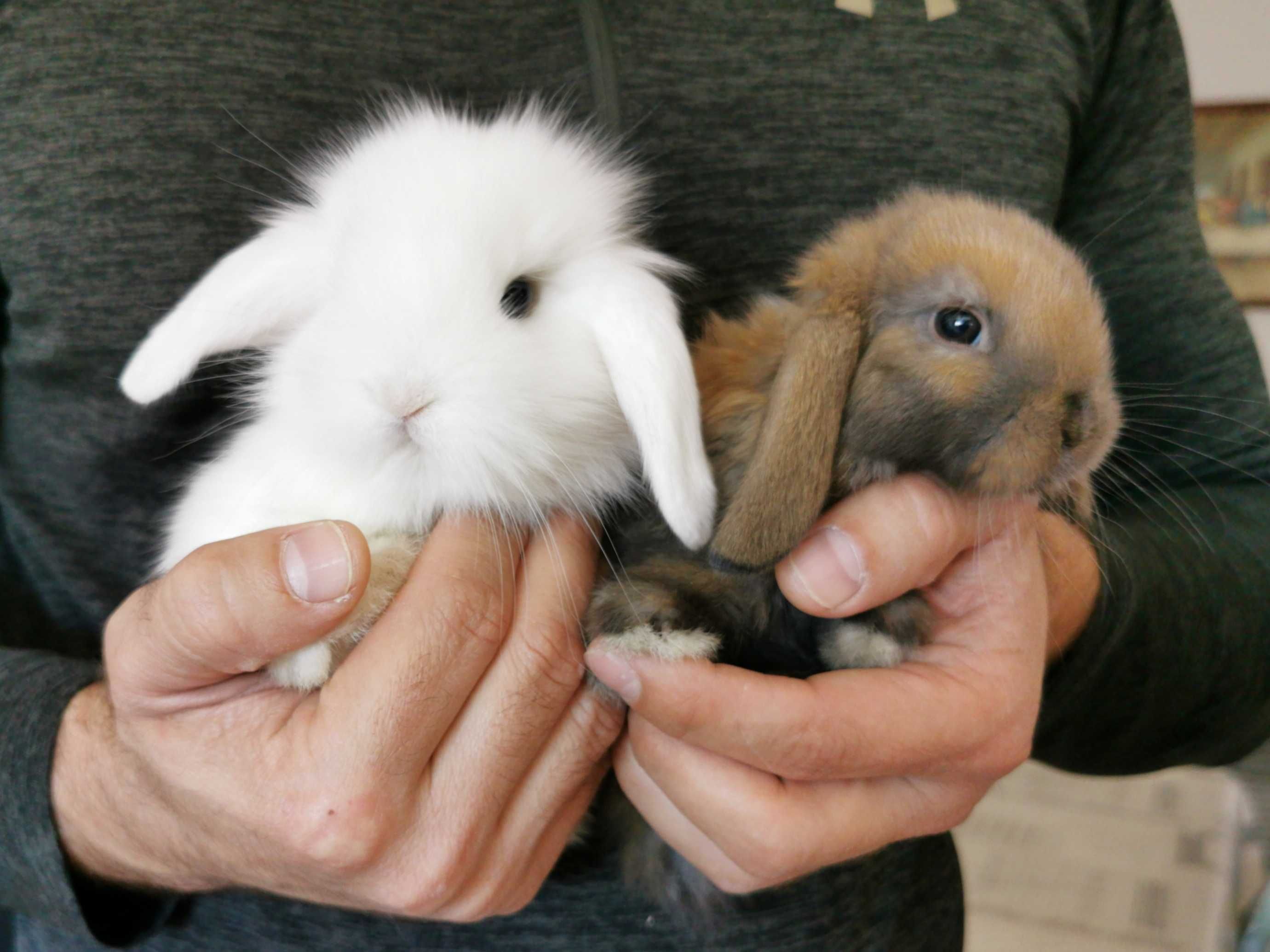 KIT Coelhos anões mini lop(orelhudos) super dóceis