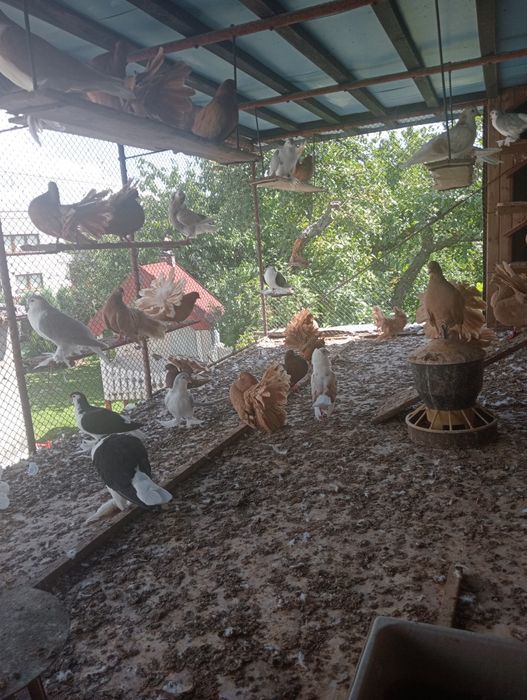 Pawik pawiki pary i pojedyncze sztuki