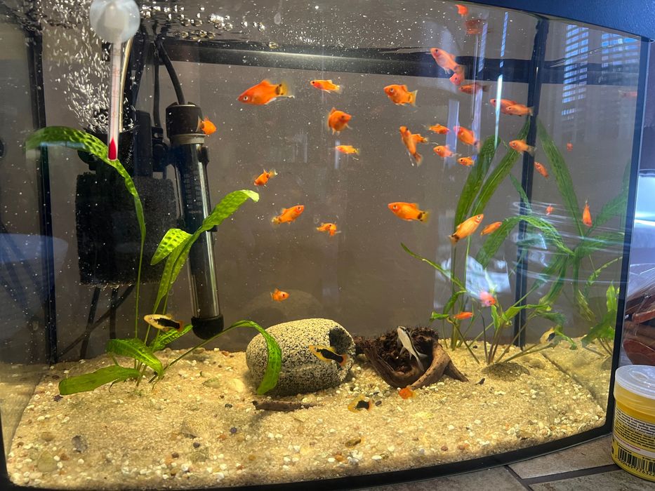 Platka Platynka Rybka akwariowa Młoda